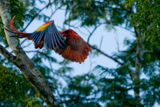 Aves en un paraiso natural